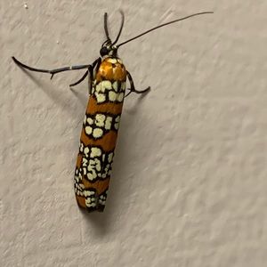 Meet your Posher, Ana